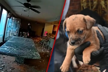 Polizei entdeckt Dutzende Tiere in modrigem Horror-Haus: 27 von ihnen sind bereits tot