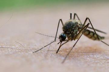 West-Nil-Virus: Sieben Menschen in Deutschland angesteckt