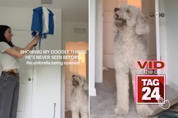 Viral Video of the Day for June 4, 2025: Dog in utter shock after owner opens umbrella inside!