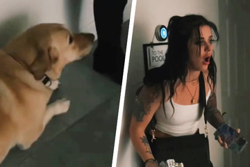 Drunk dog owner has hilarious reaction to her pooch's mess