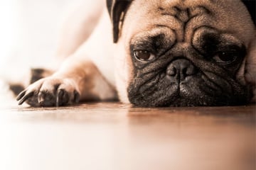 Dog owners beware: How to recognize and treat sore muscles in dogs
