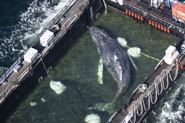 "Timmy" ist in dänischem Gewässer: Buckelwal soll in der Nordsee freigelassen werden