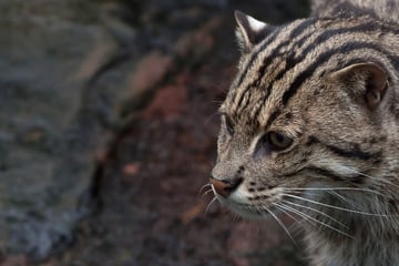 Neuzugang im Leipziger Zoo: Französische Fischkatze wurde von ihrer Familie verstoßen