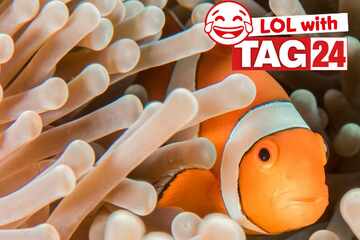 Joke of the Day for January 6, 2026: A fishy funny