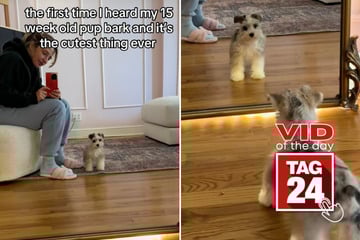 Viral Video of the Day for October 23, 2025: Puppy barks for the first time after seeing herself in the mirror!