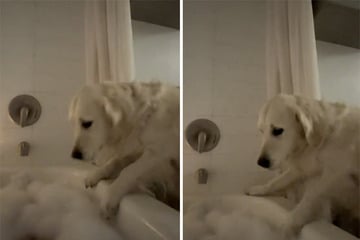 Frau legt sich in die Badewanne: Was ihr Golden Retriever dann macht, bringt Unzählige zum Lachen