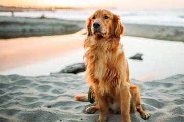 What are the top 10 prettiest dog breeds in the world?