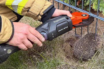In Zaun stecken geblieben: Feuerwehr muss völlig entkräfteten Igel rausschneiden