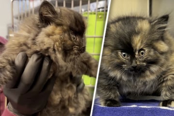 Was steckt dahinter? Aufgeblähtes Ballon-Kätzchen abgegeben