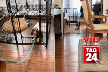 viral videos: Viral Video of the Day for March 20, 2025: Dog has hilariously sassy reaction to going outside!