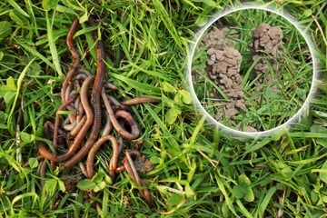 Schluss mit den Häufchen im Garten! Kann und sollte man Regenwürmer im Rasen loswerden?