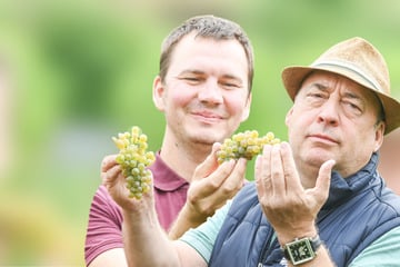 Dresden: Weingut Hoflößnitz unter neuer Führung: ER ist jetzt der neue Chef