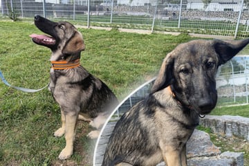 Welpe unüberlegt angeschafft: Hund ist kein Jahr alt, schon muss er wieder ausziehen