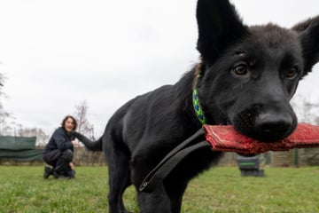 Hunde-Azubi mit Knopfaugen: Diese wichtige Aufgabe soll "Goethe" später erfüllen