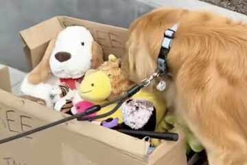 Dog excitedly explores "free toy" box on the side of the road in precious viral video