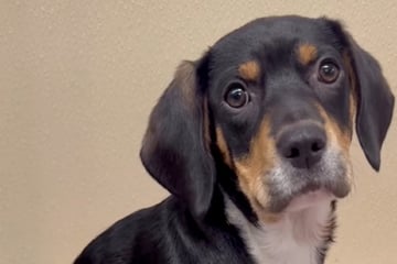 Hund ist bereit für Treffen mit neuer Familie: Was dann passiert, bricht so vielen das Herz