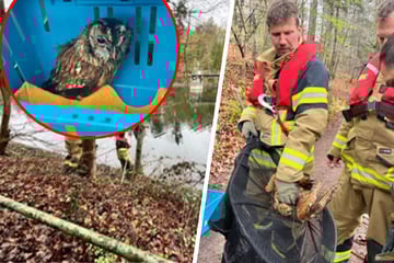 Stuttgart: Rettung in letzter Sekunde: Feuerwehr Stuttgart befreit Kauz aus Todesfalle