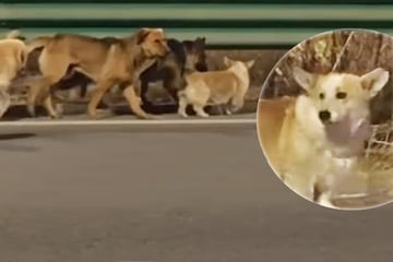 Angeführt von einem Corgi! Vermisste Hunde laufen mehrere Tage am Stück, um wieder nach Hause zu kommen