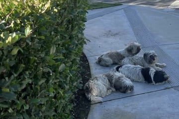 Vier Hunde einfach am Straßenrand ausgesetzt: Ihr Schicksal bricht Herzen