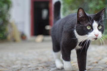 500 Kilometer entfernt: Vermisster Kater nach anderthalb Jahren wiederaufgetaucht