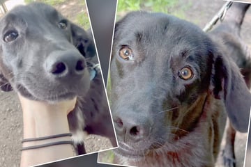 Hund Seby kämpft gegen nackte Fakten: Gibt es für die Fellnase doch noch ein Happy End?