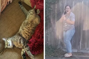 Schwestern tricksen Eltern mit "geretteter" Katze aus, die sind wenig begeistert