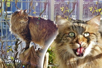 Besonderer Kater wartet vergeblich: Was wird nun aus Mr. Flausch?