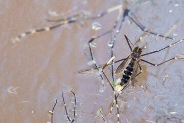 Asiatische Tigermücke in Bayern angekommen: Vertreibung unmöglich, Aufklärung nötig