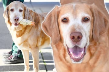 Lieber Retriever kommt aus der Puste und sucht Familie mit Herz: Happy End in Sicht?