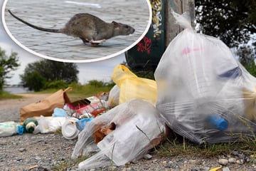Abfall lockt Ratten an: Wie groß ist das Problem in Sachsens Großstädten?