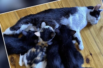 Katzen-Familie auf WG-Suche: Zwei Kitten-Brüder sind ein unzertrennliches Team