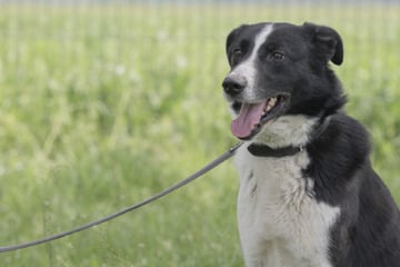 Bert musste fast sein ganzes Leben im Tierheim verbringen und hat die Lust am Leben verloren