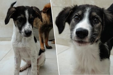 Von Straße gerettet, jetzt wünscht sich das süße Hunde-Mädchen Delia ein liebevolles Zuhause