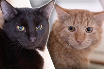 Katzen kommen aus Vermittlung zurück: Der Grund ist einfach nur gemein