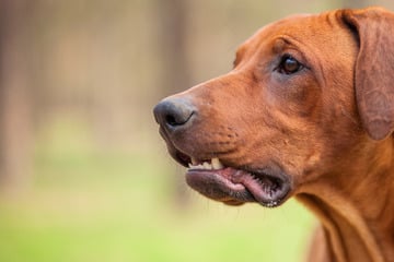 Rentner landet nach Hunde-Biss im Krankenhaus - Polizei sucht Tierhalter