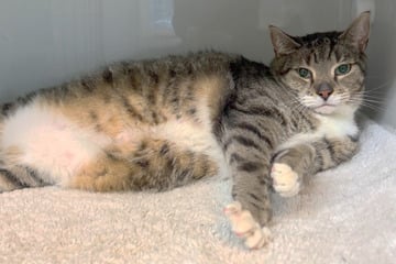 Kater gefunden und zehn Monate später abgeschoben: Tierarzt sorgt für dicke Überraschung