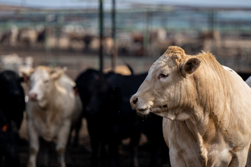 Bird flu hits cows at Texas and Kansas dairy farms in "unprecedented" outbreak