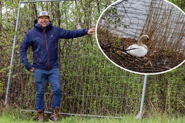 Dresden: Schwanendrama an Kiesgrube: Vögel jetzt im Hochsicherheitstrakt