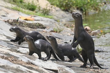 Angst vor der Otterbande: Tierische Räuber überfallen Joggerin im Park!