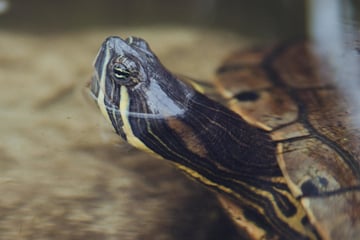 Unglaublich, aber wahr: Wie Schildkröten durch ihr Poloch atmen