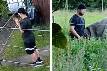 Augenzeugen beobachten Unfassbares: 18-Jähriger vergeht sich an Pferden!