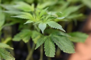 Interessanter Fund auf der A2: Kam die Polizei einem Dealer zuvor?