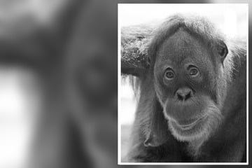 Drama im Zoo: Orang-Utan Bini stirbt kurz nach ihrem Lebensgefährten