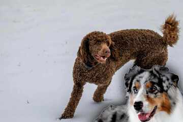 All about Aussiedoodle dogs: Is an Australian Shepherd poodle mix right for you?