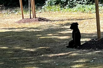 Weil Herrchen arbeiten geht: Hund über Stunden bei Gluthitze an Baum festgebunden