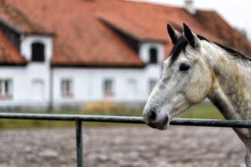 Grausame Attacke auf Pferdekoppel: Stute mit spitzem Gegenstand an sensibler Stelle verletzt