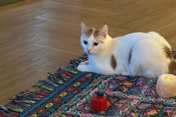 Hamburg: "Katzentempel" bietet Yoga mit geretteten Katzen: "Tiere entscheiden selbst"