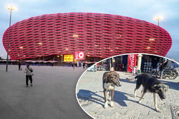 "Säuberung" vor WM 2030: So brutal soll Marokko Jagd auf Straßenhunde machen