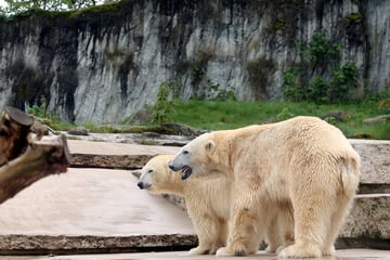 Randalierer brechen in Karlsruher Zoo ein und verwüsten Gehege