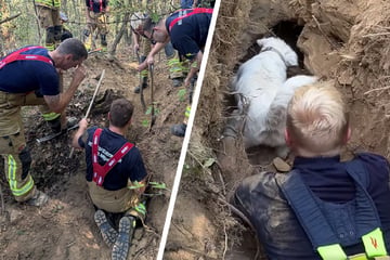 Tierischer Einsatz: Feuerwehrmann "Hase" befreit Hund aus Fuchsbau